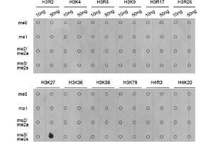 Dot Blot (DB) image for anti-Histone 3 (H3) (H3K27me) antibody (ABIN6219521)