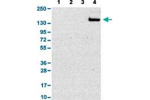 Western Blot analysis with SIGLEC1 polyclonal antibody . (Sialoadhesin/CD169 抗体  (AA 1425-1510))