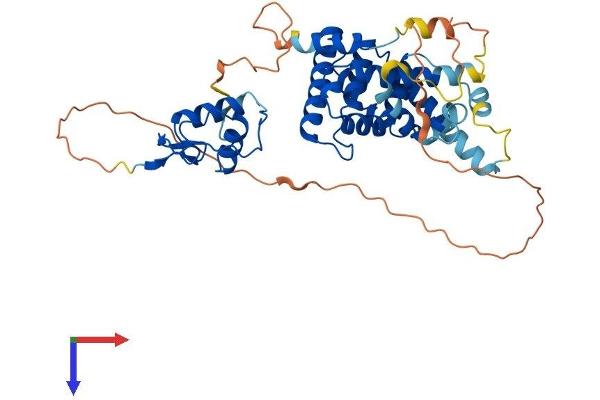 NR2F1 Protein (AA 1-422) (His tag)