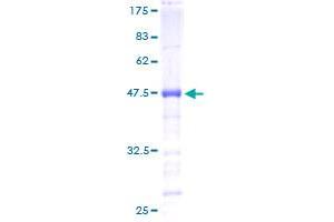 MYEF2 Protein (AA 1-211) (GST tag)