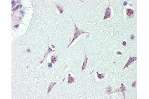 Anti-CASC4 antibody IHC staining of human brain, cortex. (CASC4 抗体  (AA 336-365))