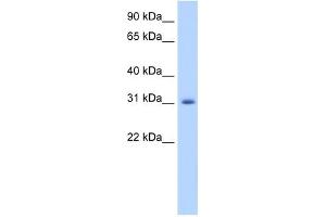 ApoBEC2 antibody used at 1. (APOBEC2 抗体  (N-Term))