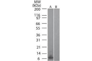 Western Blot of Mouse MIP 3α (RAT) antibody Lane 1: mouse recombinant MIP-3a Lane 2: human recombinant MIP-3a Primary antibody: MIP 3α antibody at 0. (CCL20 抗体)