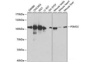 Western blot analysis of extracts of various cell lines using PSMD2 Polyclonal Antibody at dilution of 1:600. (PSMD2 抗体)