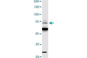 SREBF1 monoclonal antibody (M01), clone 4B10 Western Blot analysis of SREBF1 expression in HepG2 . (SREBF1 抗体  (AA 801-900))