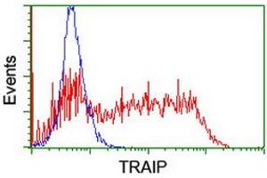 Image no. 2 for anti-TRAF Interacting Protein (TRAIP) (AA 67-313) antibody (ABIN1491634) (TRAIP 抗体  (AA 67-313))