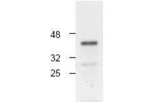 Image no. 1 for anti-Caspase 4, Apoptosis-Related Cysteine Peptidase (CASP4) antibody (ABIN126973) (Caspase 4 抗体)
