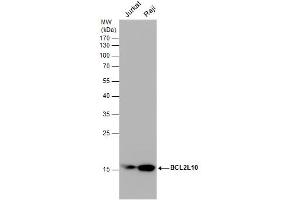 WB Image Various whole cell extracts (30 μg) were separated by 12% SDS-PAGE, and the membrane was blotted with BCL2L10 antibody [N2C2], Internal , diluted at 1:1000. (BCL2L10 抗体)