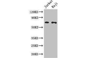 Western Blot Positive WB detected in: Jurkat whole cell lysate, Raji whole cell lysate All lanes: CDC25B antibody at 3 μg/mL Secondary Goat polyclonal to rabbit IgG at 1/50000 dilution Predicted band size: 65, 64, 61, 68 kDa Observed band size: 65 kDa (CDC25B 抗体  (AA 1-195))