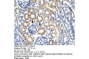 Human kidney (DREAM 抗体  (N-Term))