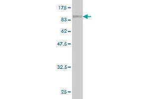 Western Blot detection against Immunogen (88. (ME1 抗体  (AA 1-572))