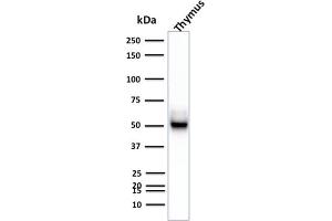 Western Blot Analysis of Human Thymus tissue lysate using Cytokeratin 15 Mouse Monoclonal Antibody (KRT15/2957) (KRT15 抗体)