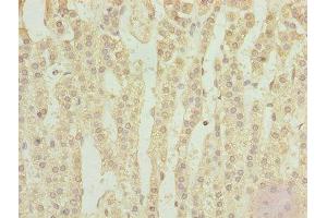 Immunohistochemistry of paraffin-embedded human adrenal gland tissue using ABIN7151467 at dilution of 1:100 (TPRKB 抗体  (AA 1-175))