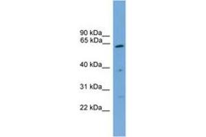 Image no. 1 for anti-Proteasome (Prosome, Macropain) 26S Subunit, Non-ATPase, 3 (PSMD3) (C-Term) antibody (ABIN6745117)