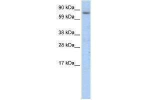 WB Suggested Anti-CEBPZ Antibody Titration:  1. (CEBPZ 抗体  (N-Term))