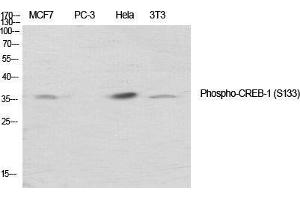 Western Blot (WB) analysis of specific cells using Phospho-CREB-1 (S133) Polyclonal Antibody. (CREB1 抗体  (pSer133))
