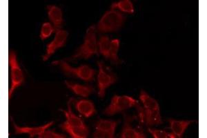 ABIN6276270 staining Hela by IF/ICC. (OR8D1 抗体  (C-Term))