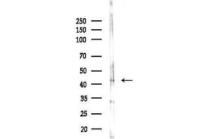 anti-Eukaryotic Translation Initiation Factor 3, Subunit M (EIF3M) (C-Term) antibody