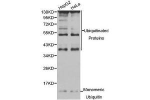 Western Blotting (WB) image for anti-Ubiquitin C (UBC) (AA 1-100) antibody (ABIN6220159) (UBC 抗体  (AA 1-100))