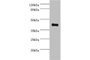 Western blot All lanes: Somatostatin receptor type 4 antibody at 8 μg/mL + HepG2 whole cell lysate Secondary Goat polyclonal to rabbit IgG at 1/10000 dilution Predicted band size: 42 kDa Observed band size: 42 kDa (SSTR4 抗体  (AA 314-388))