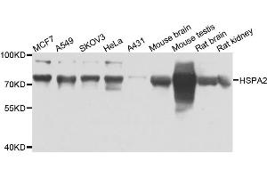 Western blot analysis of extracts of various cells, using HSPA2 antibody. (HSPA2 抗体)