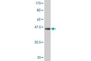 Western Blot detection against Immunogen (39. (TEK 抗体  (AA 66-185))