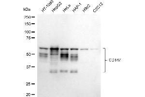 Western blotting analysis using CD147 antibody (ABIN7797736).