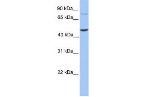 WB Suggested Anti-ZBTB6 Antibody Titration:  0. (ZBTB6 抗体  (N-Term))