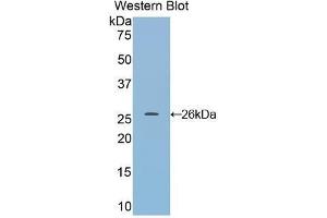 Western Blotting (WB) image for anti-Dimethylarginine Dimethylaminohydrolase 1 (DDAH1) (AA 20-215) antibody (ABIN1858614) (DDAH1 抗体  (AA 20-215))