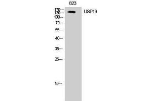 Western Blotting (WB) image for anti-Ubiquitin Specific Peptidase 19 (USP19) (Internal Region) antibody (ABIN3187428) (USP19 抗体  (Internal Region))