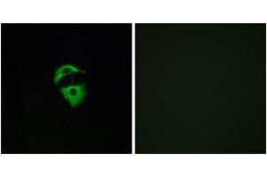 Immunofluorescence (IF) image for anti-Olfactory Receptor, Family 2, Subfamily D, Member 2 (OR2D2) (AA 231-280) antibody (ABIN2890979) (Olfactory Receptor, Family 2, Subfamily D, Member 2 (OR2D2) (AA 231-280) 抗体)