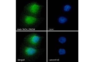 Immunofluorescence (IF) image for anti-Peptidyl Arginine Deiminase, Type IV (PADI4) (N-Term) antibody (ABIN185308)