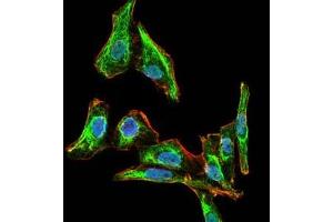 Immunofluorescence (IF) image for anti-Maternal Embryonic Leucine Zipper Kinase (MELK) antibody (ABIN1108210)