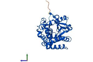 AlphaFold protein structure predicition of Human Recombinant SULT1A1 Protein, UniprotID P50225 (SULT1A1 Protein (AA 1-295) (His tag))