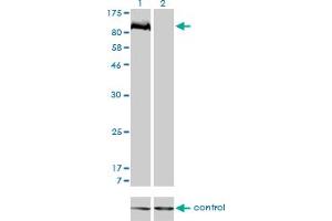 Western Blotting (WB) image for anti-Tyrosine-Protein Phosphatase Non-Receptor Type 22 (PTPN22) (AA 1-179) antibody (ABIN565235)