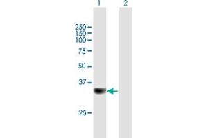 Western Blot analysis of PPP6C expression in transfected 293T cell line by PPP6C MaxPab polyclonal antibody. (PPP6C 抗体  (AA 1-305))