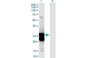 Western Blot analysis of APOBEC2 expression in transfected 293T cell line by APOBEC2 monoclonal antibody (M01), clone 4D7. (APOBEC2 抗体  (AA 1-224))