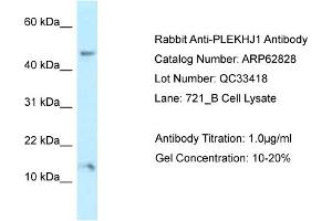 Western Blotting (WB) image for anti-Pleckstrin Homology Domain Containing, Family J Member 1 (PLEKHJ1) (C-Term) antibody (ABIN2789258) (GNRPX 抗体  (C-Term))