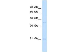 MAFK antibody (20R-1260) used at 1. (MAFK 抗体  (N-Term))