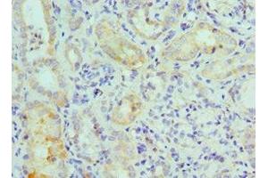 Immunohistochemistry of paraffin-embedded human kidney tissue using ABIN7160008 at dilution of 1:100 (MAPK7 抗体  (AA 1-310))