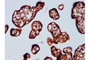 IHC image of ABIN7170318 diluted at 1:400 and staining in paraffin-embedded human placenta tissue performed on a Leica BondTM system. (SOS1 抗体  (AA 1140-1281))