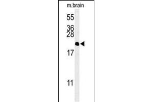 Western blot analysis of NP1L5 Antibody (center) (ABIN653700 and ABIN2843018) in mouse brain tissue lysates (35 μg/lane). (NAP1L5 抗体  (AA 82-111))