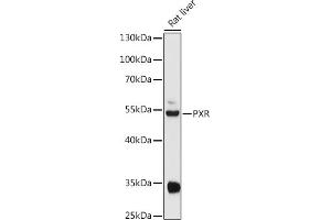 Western blot analysis of extracts of Rat liver, using PXR antibody (ABIN3015524, ABIN3015525, ABIN3015526 and ABIN6218653) at 1:1000 dilution.