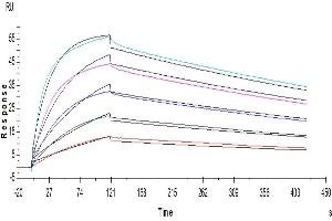 Surface Plasmon Resonance (SPR) image for Cytotoxic T-Lymphocyte-Associated Protein 4 (CTLA4) (AA 36-161) protein (Fc Tag) (ABIN7274436)