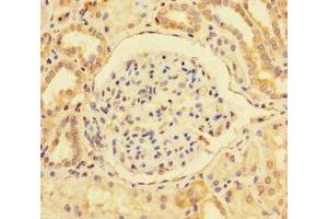 Immunohistochemistry of paraffin-embedded human kidney tissue using ABIN7163790 at dilution of 1:100 (BMI1 抗体  (AA 1-247))