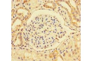 Immunohistochemistry of paraffin-embedded human kidney tissue using ABIN7163790 at dilution of 1:100 (BMI1 抗体  (AA 1-247))