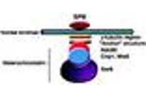 Image no. 1 for anti-Swi6 (AA 314-328) antibody (ABIN300036) (Swi6 (AA 314-328) 抗体)