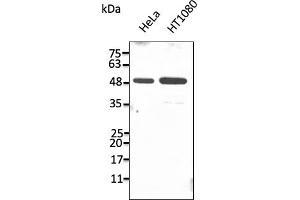 Western Blotting (WB) image for anti-Protein Disulfide Isomerase Family A, Member 6 (PDIA6) (C-Term) antibody (ABIN7272986) (PDIA6 抗体  (C-Term))