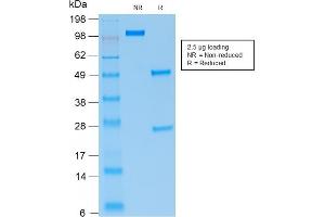 SDS-PAGE Analysis Purified PAX5 Mouse Recombinant Monoclonal Antibody (rPAX5/2060). (Recombinant PAX5 抗体)