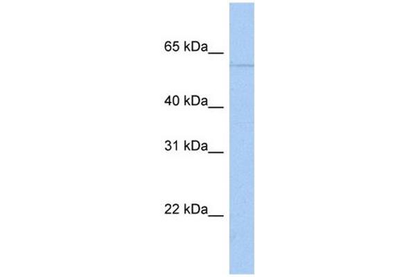 PAPD4 抗体  (N-Term)